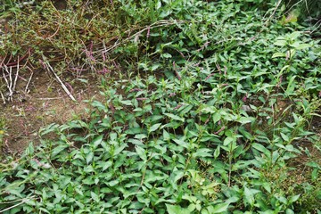 Creeping smartweed is a roadside weed that produces long ears in the fall and densered red-purple flowers.