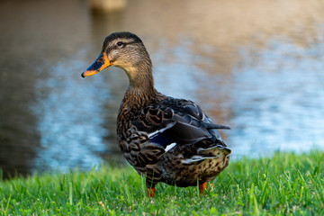 Duck by water