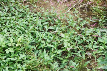 Creeping smartweed is a roadside weed that produces long ears in the fall and densered red-purple flowers.