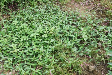 Creeping smartweed is a roadside weed that produces long ears in the fall and densered red-purple flowers.