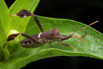 Adult Leaf-footed Bug on Zinnia Leaf