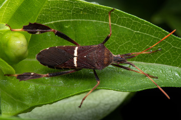 Adult Leaf-footed Bug on Zinnia Leaf