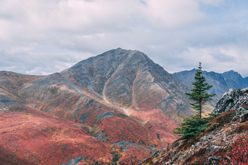 autumn in the mountains of Yukon Tombstone National Park