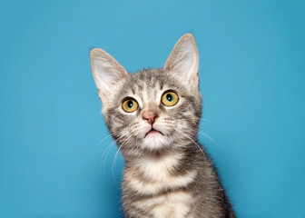 Close up portrait, adorable tabby kitty cat looking straight above viewer curiously, blue background with copy space.