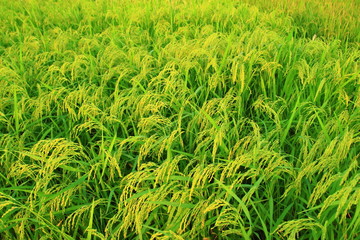 Rice in the field