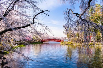 Obraz premium 臥竜公園の桜