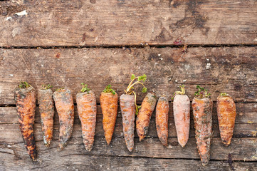 Rotten carrots laid out in a row.