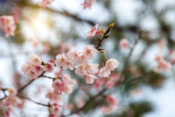 Beautiful pink Sakura flower blooming