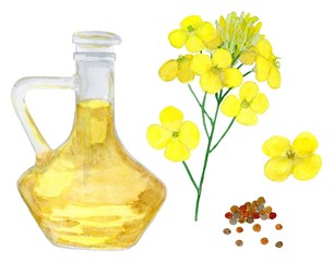 Kanola oil, flowers and seeds. Healthy food, diet and cosmetic products. Isolated on white background. watercolor drawing