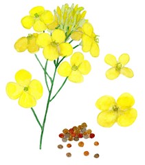Kanola flowers and seeds. Isolated on white background. Watercolor drawing