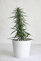 cultural cannabis . hemp Bush in a flower pot on a white background .