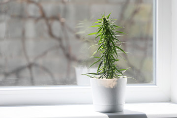 Bush of cultural cannabis. Cannabis is grown on the windowsill legally for medical purposes. copy space . 