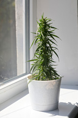 Bush of cultural cannabis. Cannabis is grown on the windowsill legally for medical purposes. against a white wall.
