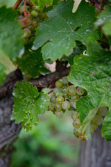 bunch of ripe green grapes with green leaves in the sun