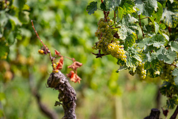 bunch of ripe green grapes with green leaves in the sun