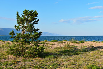 Fototapeta na wymiar Lonely tree and mountain landscape. Magic Lake Baikal. Picturesque amazing nature landscape of Siberia.