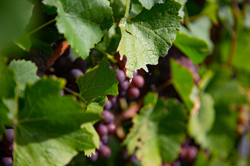 bunch of ripe red grapes with green leaves in the sun