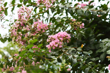 ピンクの樹木の花　サルスベリ