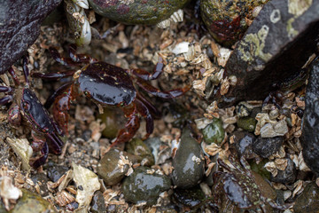 Beach crabs crawling around the rocks