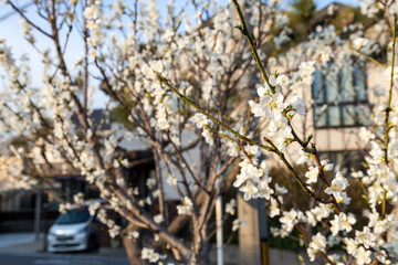 beautiful cherry blossom sakura flower