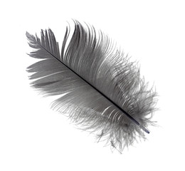 Abstract black feathers floating in the air. Black feather isolated on white background.