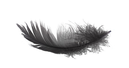 Abstract black feathers floating in the air. Black feather isolated on white background.