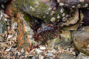 Beach crabs crawling around the rocks