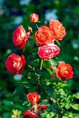 Fototapeta na wymiar The Rose . Beautiful flower closeup, summer landscape, blurry green background.