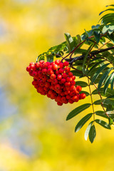 Ripe rowan berries, nature landscape, clear autumn day.