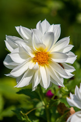 White Dahlia flower, blurred back green background, nature landscape. Sunny summer day.