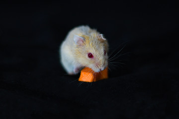 Hamster Cute Exotic Red-eyed eating carrot Isolated on Black Background , Cute funny Syrian hamster , Pet health care