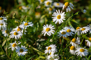 White daisy flowers on green grass, blurred bokeh background, daisy field on a sunny summer day, daisy blossom spring meadow season, natural wildflowers landscape.