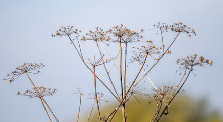 Dry plant against the sky. A close up of wild cow parsnip seed heads against a blurred nature background.