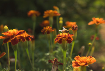 Beautiful bright flower on the background of green alleys