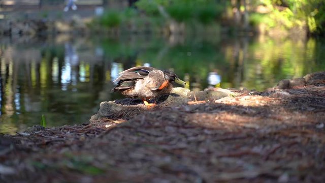 Cute duck drying itself next to duck pond in city close up