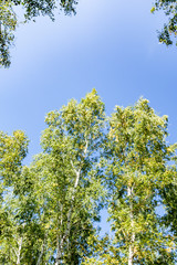 Fototapeta na wymiar Green birch forest in the sky, summer nature landscape.