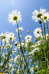 Blooming daisy against a blue sky. White yellow blooming meadow flower.