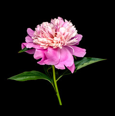 Bright flower peony portrait isolated on black background.