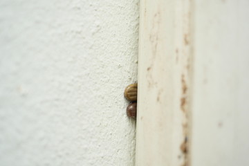 Two brown dog ticks on wall, The tick is hiding in the alley on the wall to lay egg
