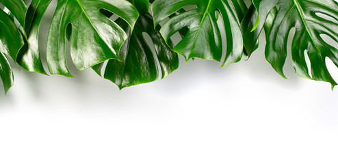 Exotic tropical monstera palm l