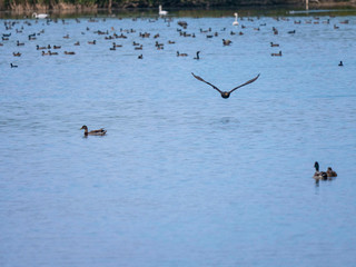 Envol au Marquenterre