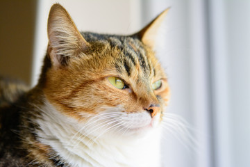 tabby cat dozing off to sleep.