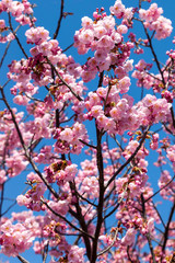 Pink blossom sakura flowers on a spring day in Japan.,