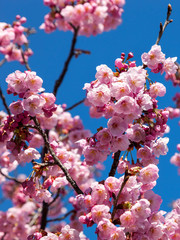 Pink blossom sakura flowers on a spring day in Japan.,