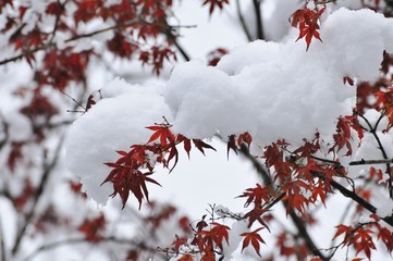 紅葉の赤い葉に積もった雪です