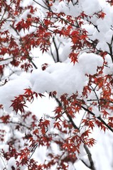 紅葉の赤い葉に積もった雪です