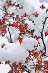 紅葉の赤い葉に積もった雪です
