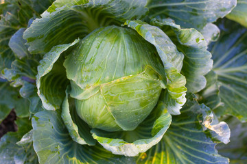 Big green cabbage in the garden. Cabbage grown in the field is ready for harvest