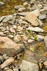 the beginning of a small mountain spring.