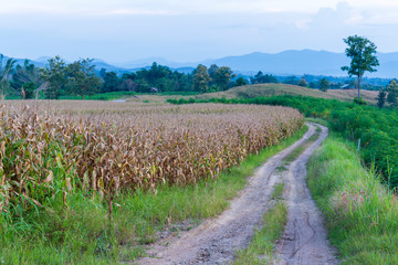 Fototapeta na wymiar The path on the ridge of a rural corn farmer